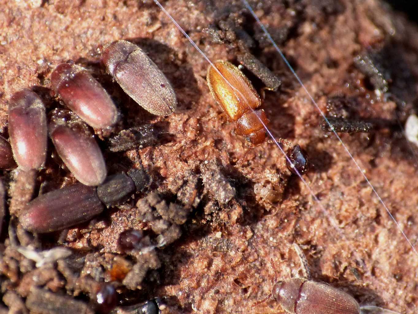 Mycetophagidae: cfr Typhaea stercorea - Ostia (RM)